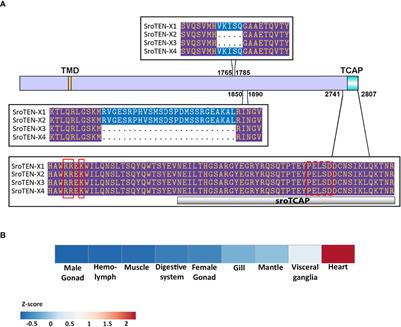 Teneurin and TCAP Phylogeny and Physiology: Molecular Analysis, Immune Activity, and Transcriptomic Analysis of the Stress Response in the Sydney Rock Oyster (Saccostrea glomerata) Hemocytes